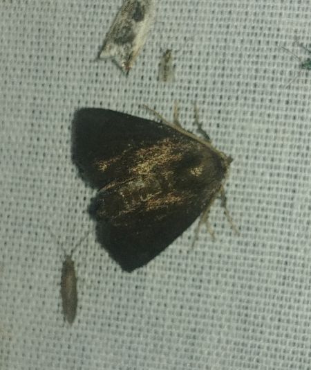 Heterogenea asella 