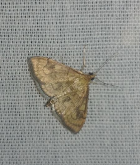 Anania verbascalis 