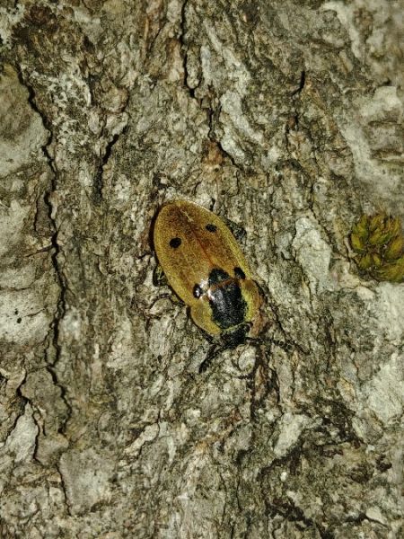 Dendroxena quadrimaculata 