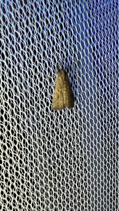 Schrankia costaestrigalis  - Melchior Viallet