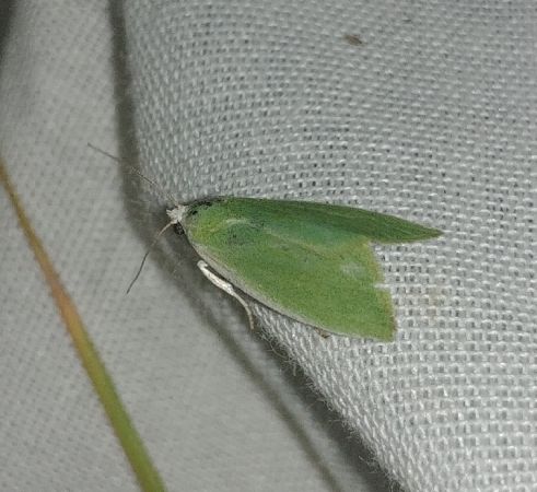 Earias clorana 