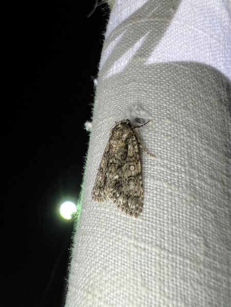 Noctuelle de la patience  - Melchior Viallet