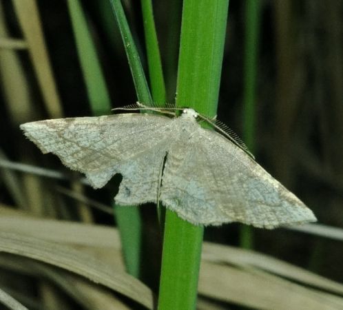 Stegania trimaculata 