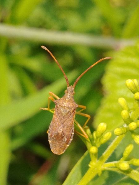 Gonocerus acuteangulatus 