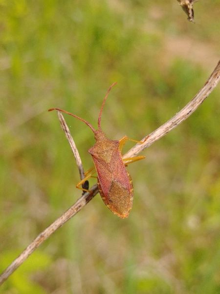 Gonocerus acuteangulatus 