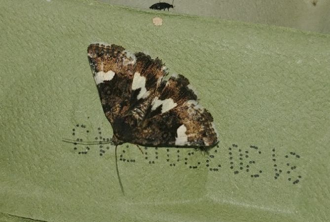 Noctuelle en deuil 