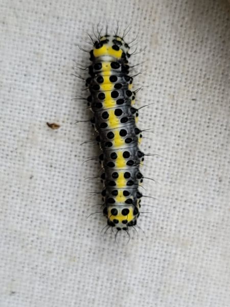 Diloba caeruleocephala  - Thomas Lux