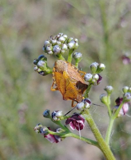 Carpocoris purpureipennis 
