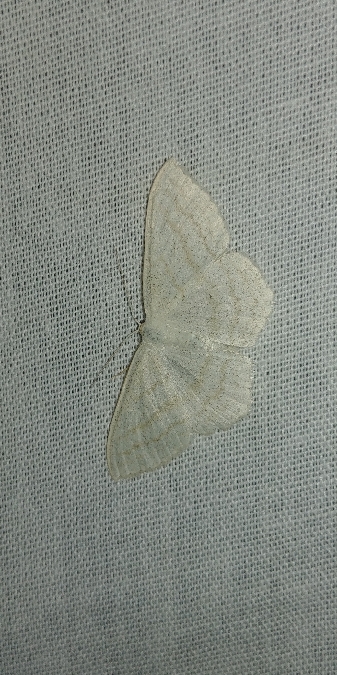 Scopula umbelaria 