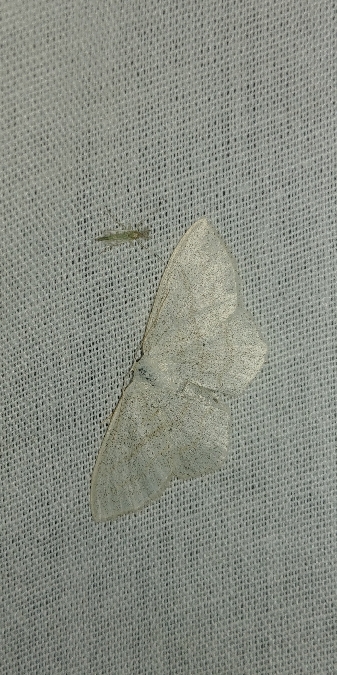 Scopula umbelaria 