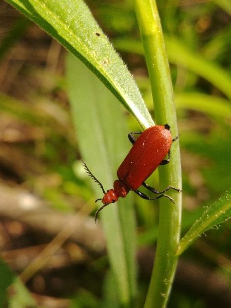 Pyrochroa serraticornis 