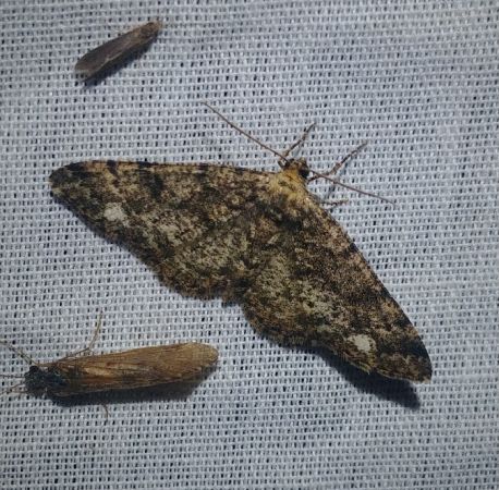 Parectropis similaria 