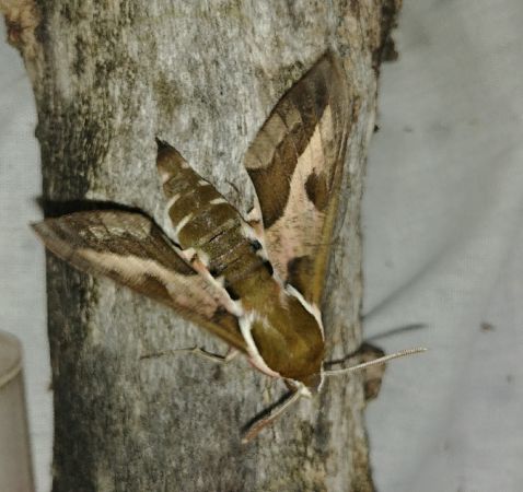 Sphinx de l'Euphorbe 