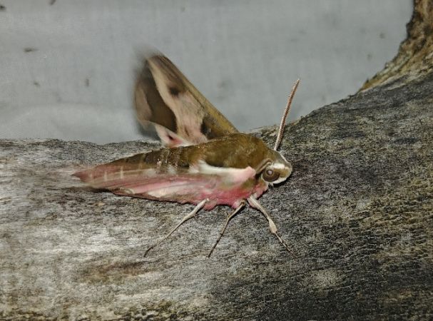 Hyles euphorbiae 