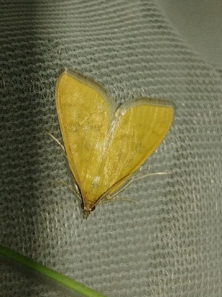 Mecyna flavalis 