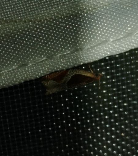 Ancylis unculana 