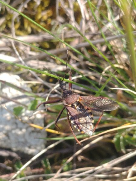Rhynocoris erythropus 