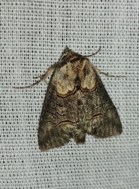 Abrostola asclepiadis 