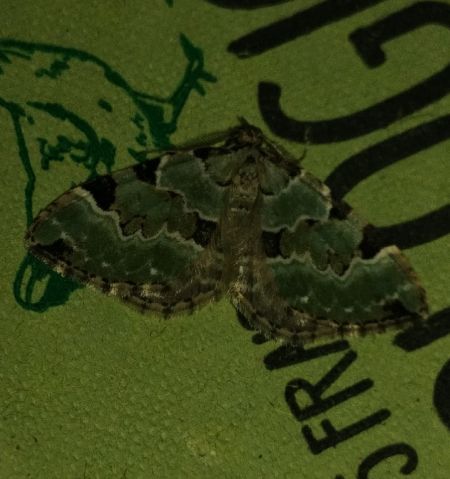 Colostygia pectinataria 