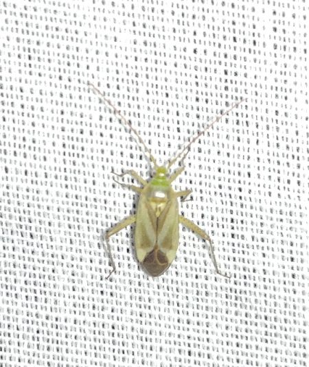 Adelphocoris lineolatus 