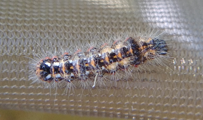 Noctuelle de la patience 