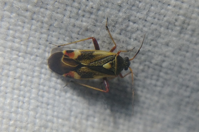 Polymerus unifasciatus 