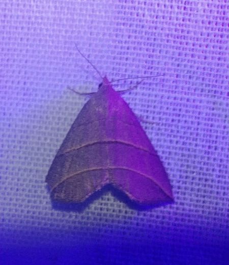 Colobochyla salicalis 