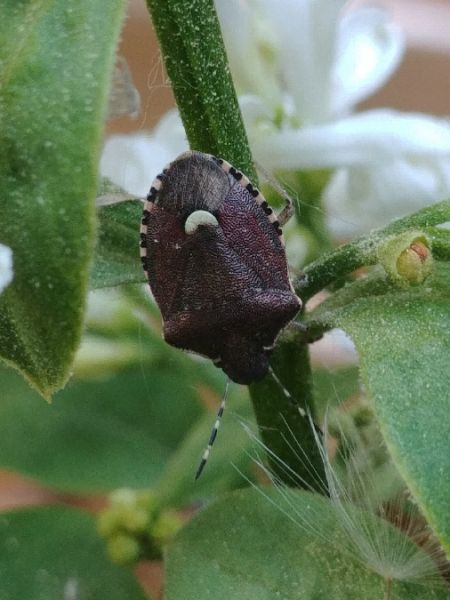 Holcostethus sphacelatus 