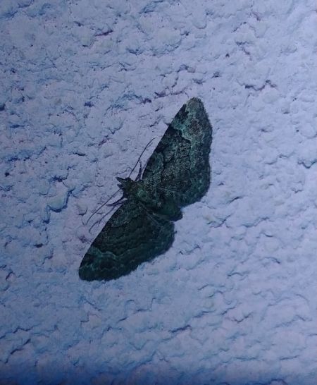 Eupithécie rectangulaire 