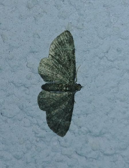 Eupithécie rectangulaire 