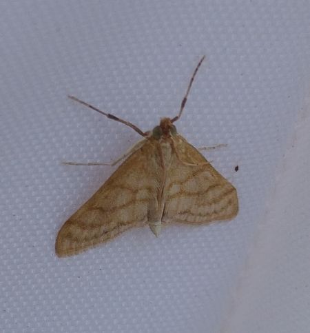 Paracorsia repandalis 
