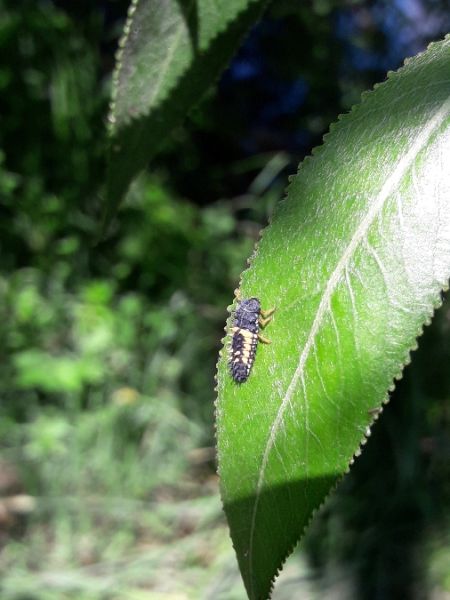 Coccinelle asiatique  - Sylvain Lethuillier