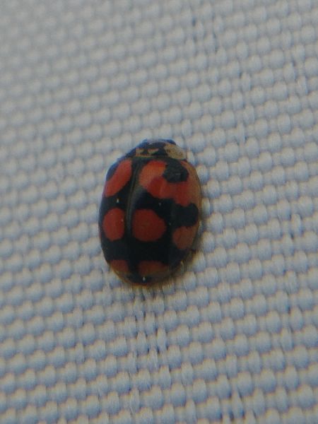 Coccinelle à dix points 