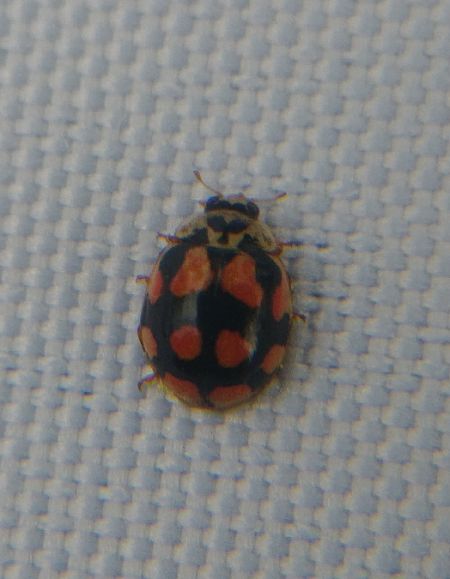 Coccinelle à dix points 
