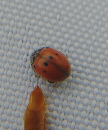 Coccinelle à dix points 