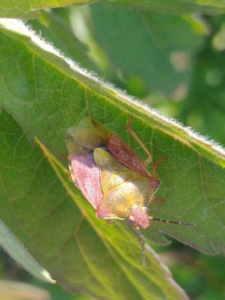 Carpocoris purpureipennis 