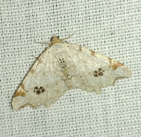 Macaria notata 