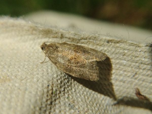 Syndemis musculana 