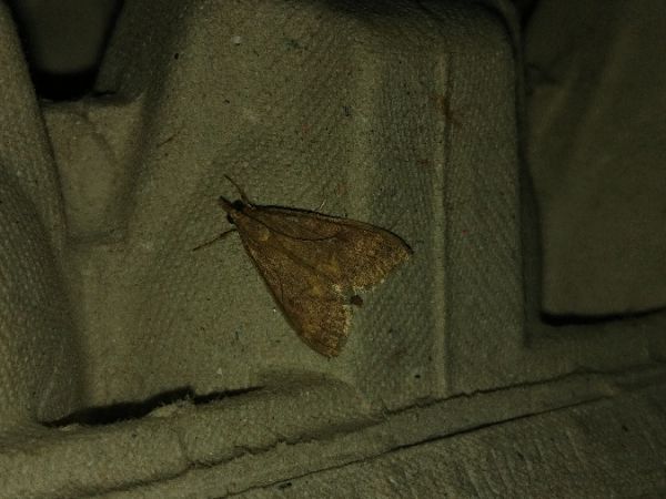 Sitochroa verticalis 