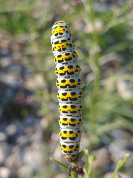 Cucullia verbasci 