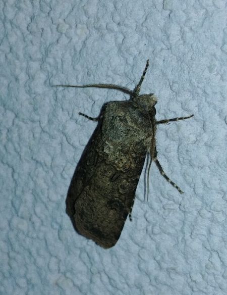 Noctuelle des moissons 