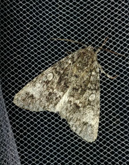 Acronicta megacephala 