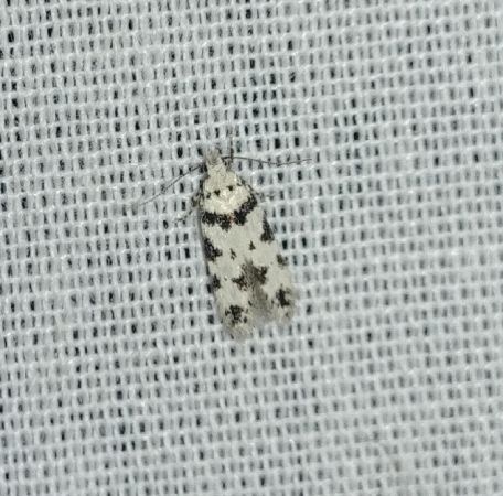 Pseudotelphusa scalella 