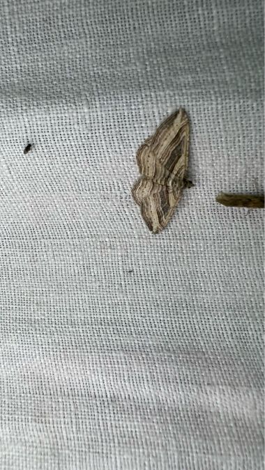 Costaconvexa polygrammata  - Melchior Viallet