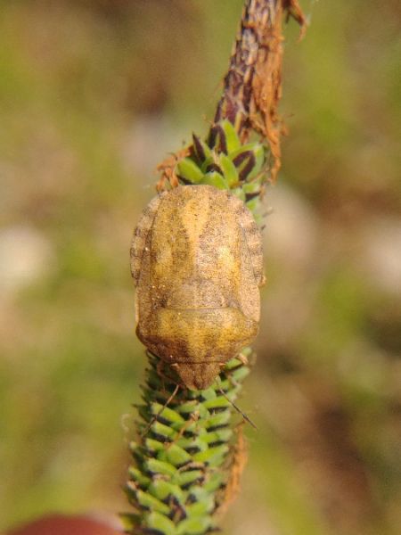 Eurygaster testudinaria 