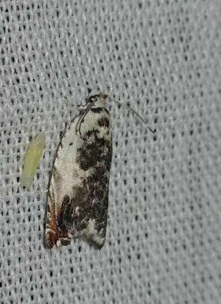 Epinotia subocellana 