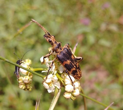 Rhagium bifasciatum 