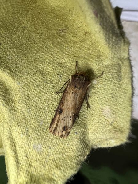 Noctuelle putride  - Melchior Viallet