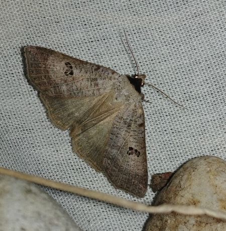 Lygephila viciae 