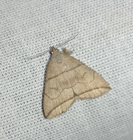 Herminia grisealis 